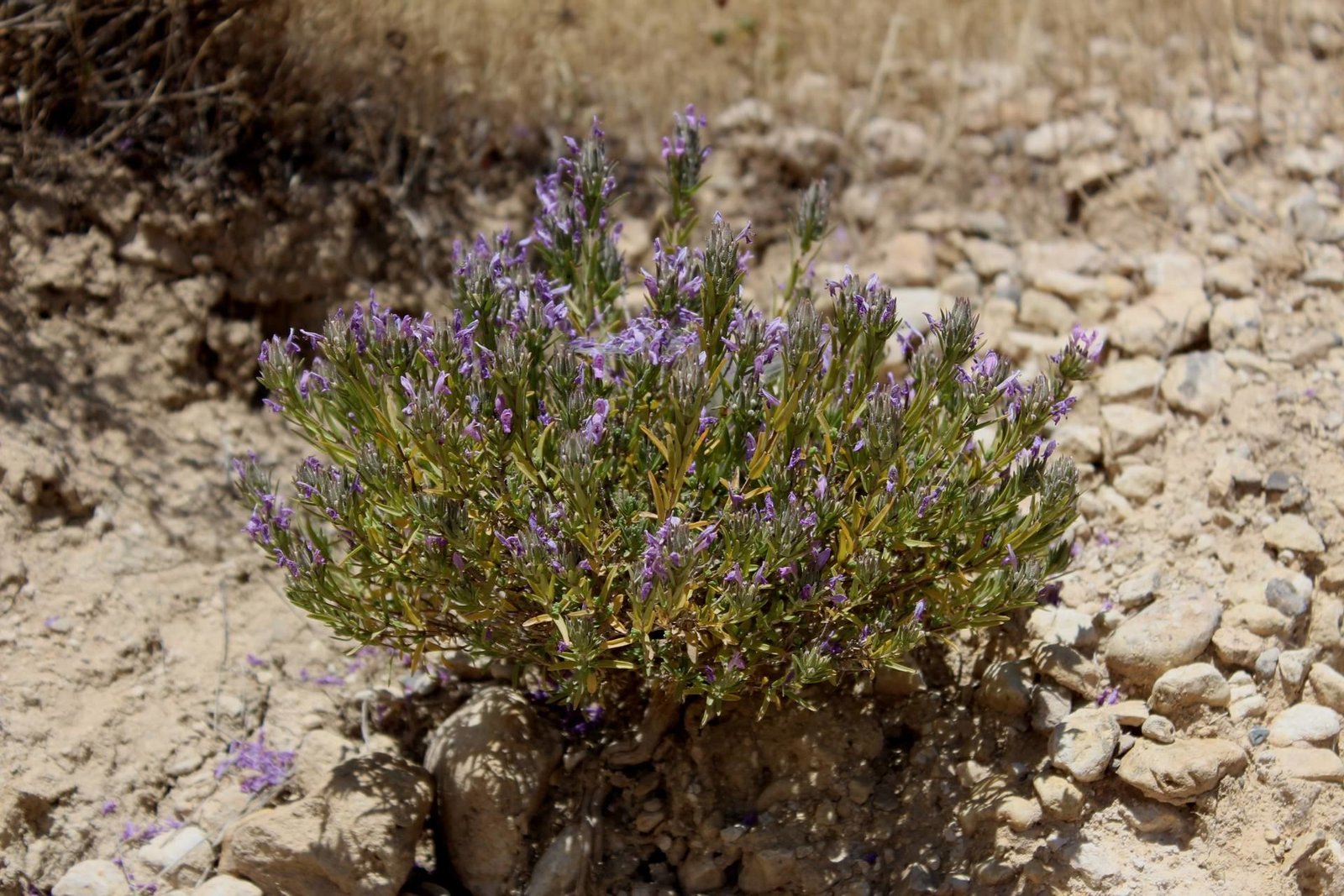 Thymra spicata L.